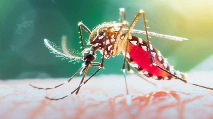 ডেঙ্গুতে ২৪ ঘণ্টায় আরও ৩ মৃত্যু