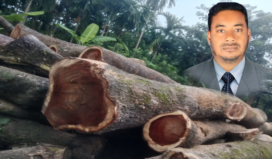 লালমোহনে টেন্ডার ছাড়াই অর্ধ কোটি টাকার গাছ কেটে নিলেন যুবদল নেতা